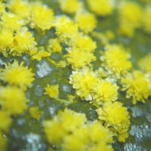 Buy 5-MeO-DMT online in Australia - Premium quality, discreet shipping, and secure delivery for a transformative psychedelic experience.